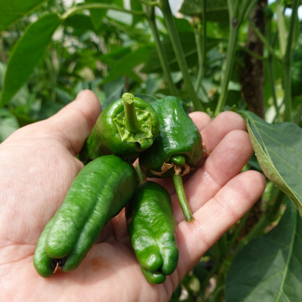 Chilli Padron